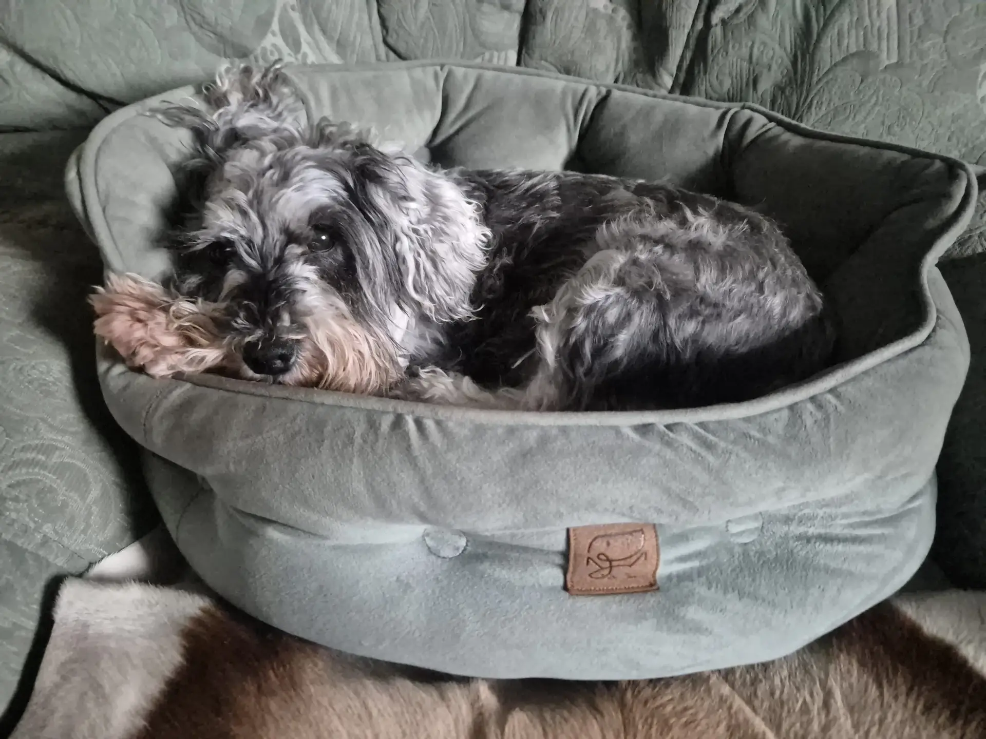 Poppy, the Ploversfield Miniature Schnauzer, resting in her green bed